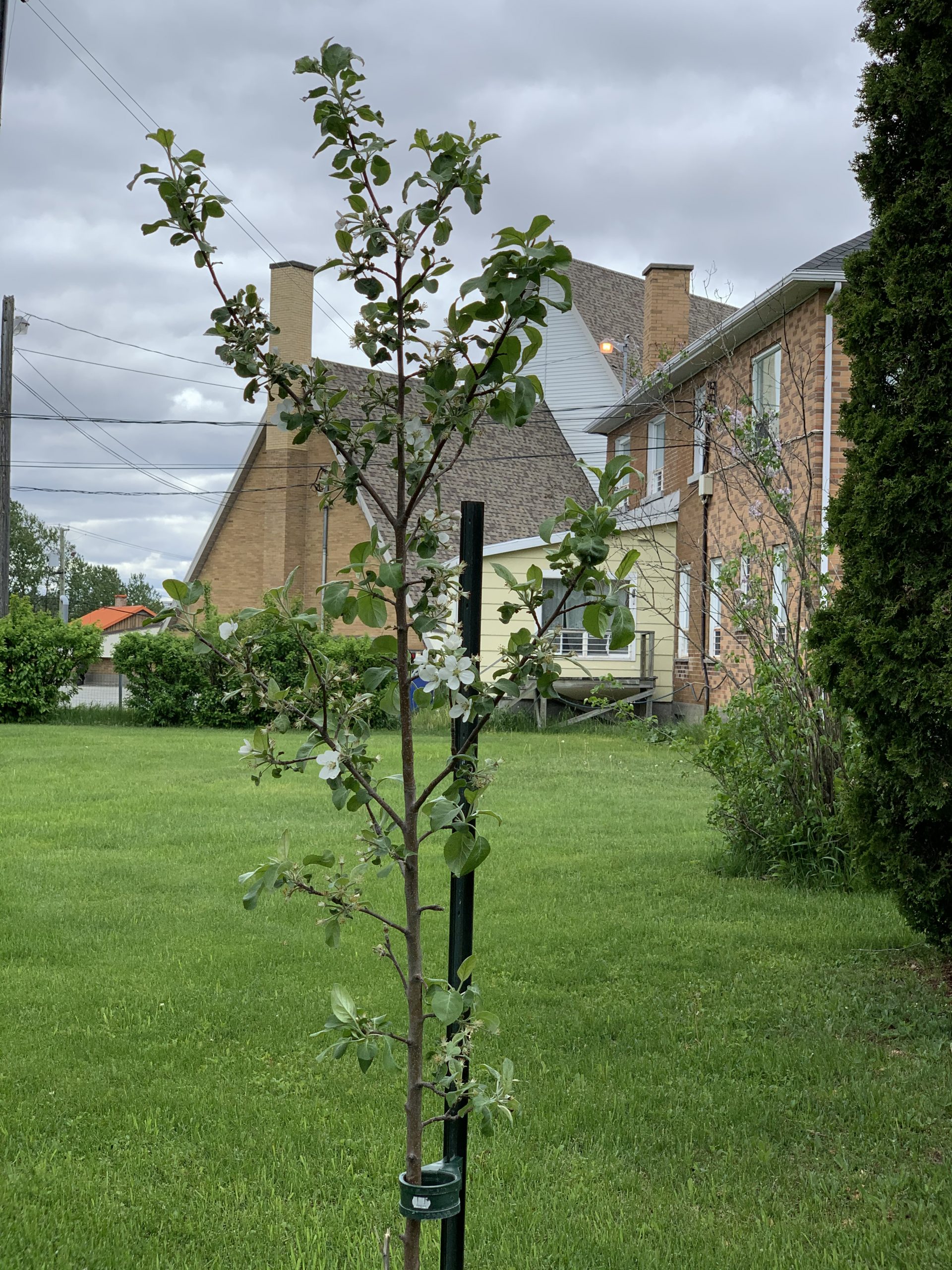 Arbre fruitier en fleurs